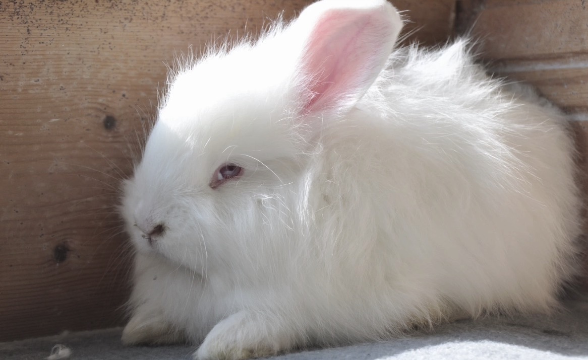 Yarn and Fabric Production from Angora Rabbit Fiber and Its End-Uses